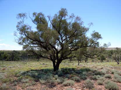 APII jpeg image of Acacia cambagei  © contact APII