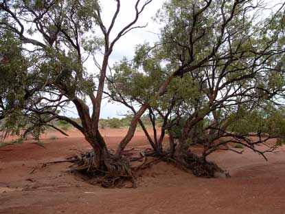 APII jpeg image of Eucalyptus populnea  © contact APII