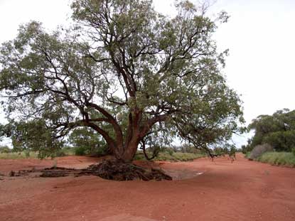 APII jpeg image of Eucalyptus populnea  © contact APII