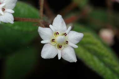 APII jpeg image of Commersonia rugosa  © contact APII