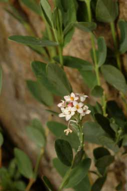 APII jpeg image of Pimelea spicata  © contact APII