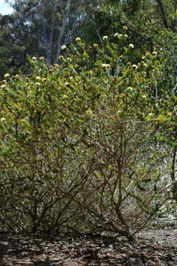 APII jpeg image of Melaleuca megacephala  © contact APII