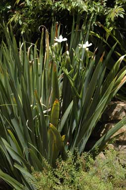 APII jpeg image of Dietes robinsoniana  © contact APII