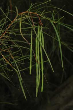 APII jpeg image of Acacia longissima  © contact APII