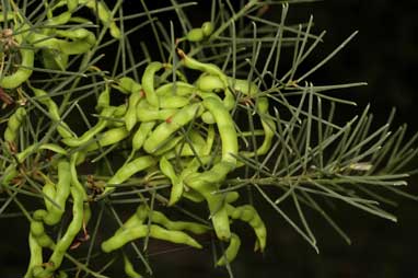 APII jpeg image of Acacia nematophylla  © contact APII