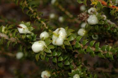 APII jpeg image of Eremaea beaufortioides var. beaufortioides  © contact APII