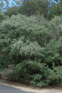 APII jpeg image of Leptospermum obovatum  © contact APII