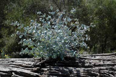 APII jpeg image of Eucalyptus nova-anglica  © contact APII