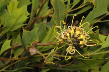 APII jpeg image of Grevillea angulata  © contact APII