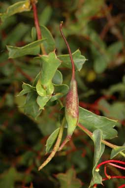 APII jpeg image of Grevillea maccutcheonii  © contact APII