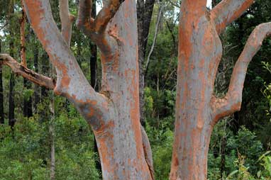 APII jpeg image of Angophora costata  © contact APII