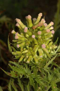 APII jpeg image of Erechtites valerianifolius f. valerianifolius  © contact APII