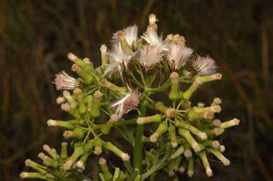 APII jpeg image of Erechtites valerianifolius f. valerianifolius  © contact APII