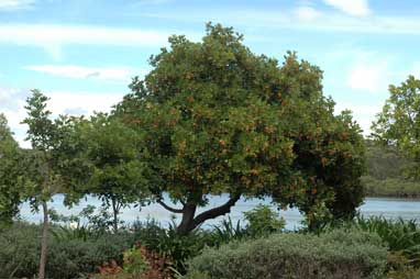 APII jpeg image of Cupaniopsis anacardioides  © contact APII