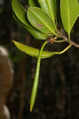 APII jpeg image of Ceriops australis  © contact APII