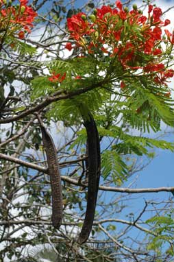 APII jpeg image of Delonix regia  © contact APII