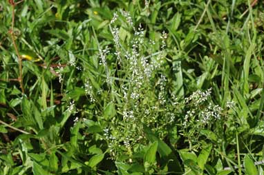 APII jpeg image of Polygala paniculata  © contact APII