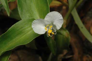 APII jpeg image of Commelina ensifolia  © contact APII