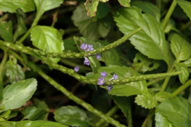 APII jpeg image of Stachytarpheta jamaicensis  © contact APII