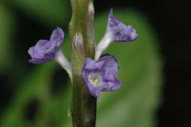 APII jpeg image of Stachytarpheta jamaicensis  © contact APII