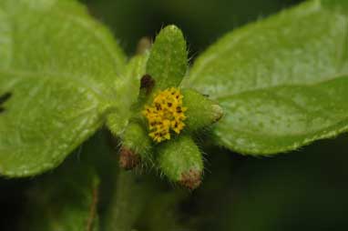 APII jpeg image of Eleutheranthera ruderalis  © contact APII