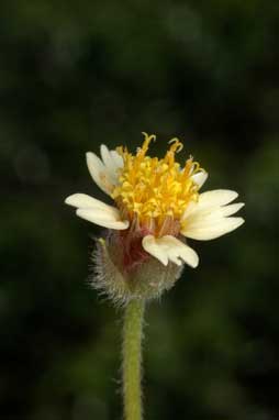 APII jpeg image of Tridax procumbens  © contact APII