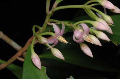 APII jpeg image of Ardisia elliptica  © contact APII