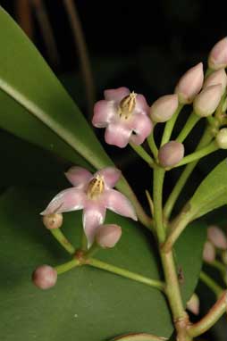 APII jpeg image of Ardisia elliptica  © contact APII