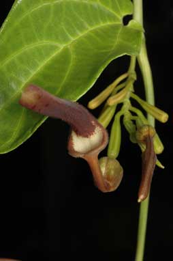 APII jpeg image of Aristolochia acuminata  © contact APII