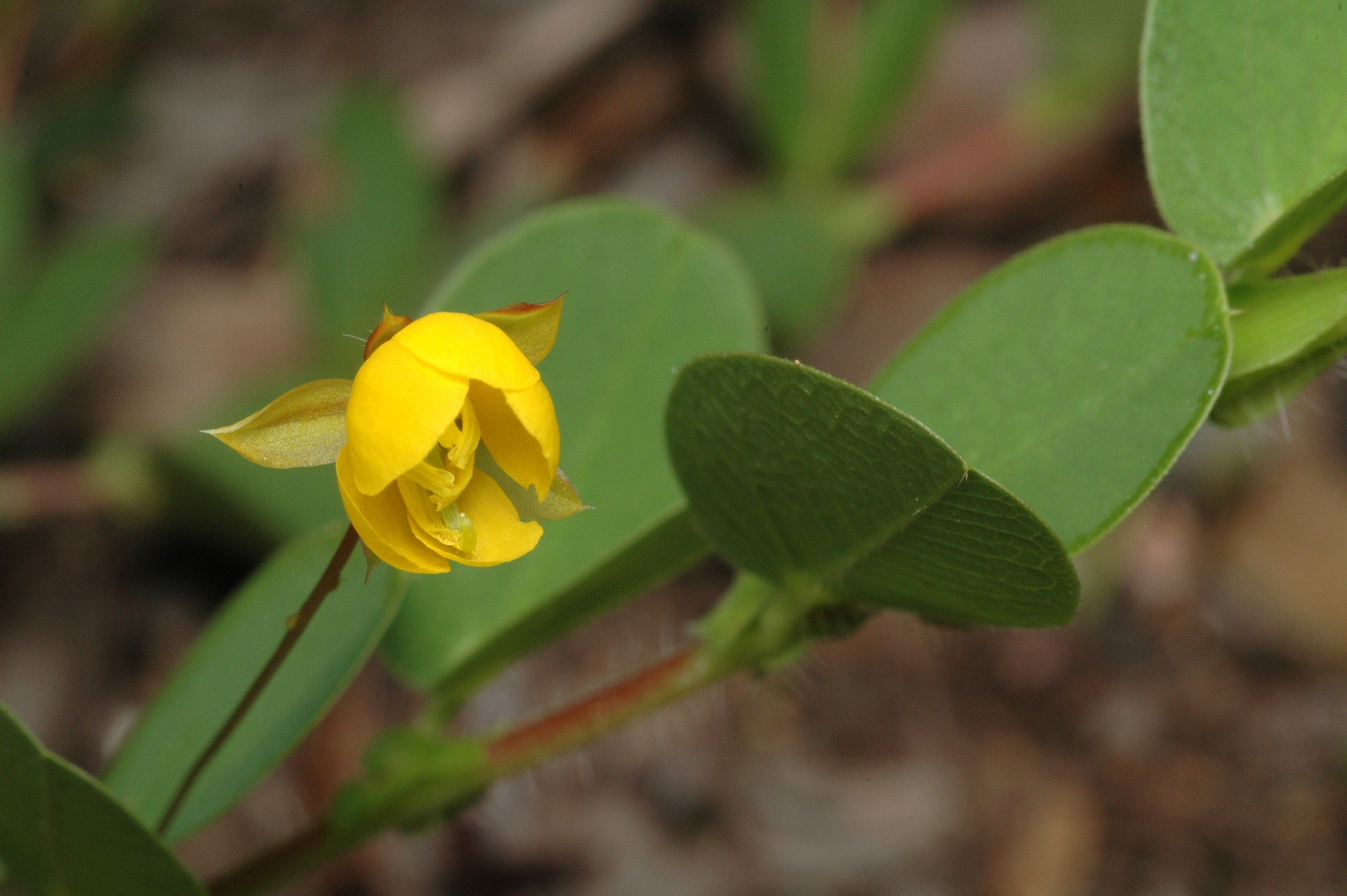 APII jpeg image of Chamaecrista rotundifolia var. rotundifolia  © contact APII