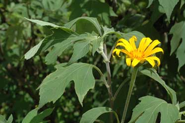 APII jpeg image of Tithonia diversifolia  © contact APII