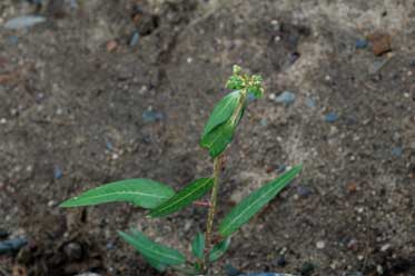 APII jpeg image of Euphorbia heterophylla  © contact APII