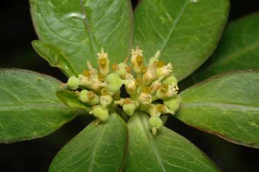 APII jpeg image of Euphorbia heterophylla  © contact APII