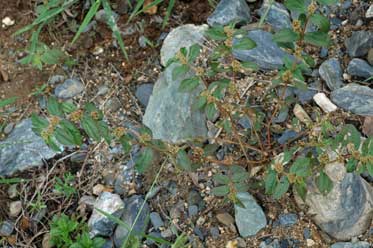 APII jpeg image of Euphorbia hirta  © contact APII