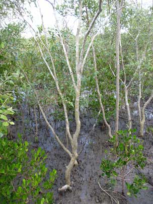 APII jpeg image of Avicennia marina subsp. eucalyptifolia  © contact APII