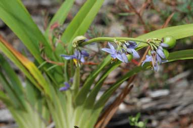 APII jpeg image of Dianella congesta  © contact APII