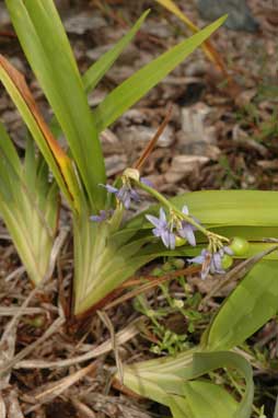 APII jpeg image of Dianella congesta  © contact APII