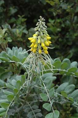 APII jpeg image of Sophora tomentosa subsp. australis  © contact APII