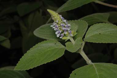 APII jpeg image of Plectranthus sp. A (The Pinnacle,<br/>Border Ranges)  © contact APII
