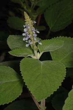 APII jpeg image of Plectranthus sp. A (The Pinnacle,<br/>Border Ranges)  © contact APII