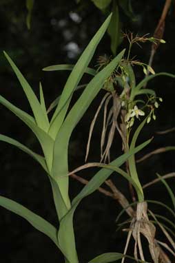 APII jpeg image of Dianella sp. 'Heazelwood'  © contact APII