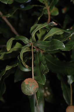 APII jpeg image of Macadamia tetraphylla  © contact APII