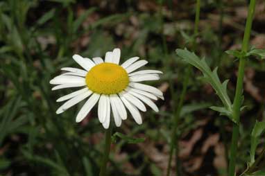 APII jpeg image of Leucanthemum vulgare  © contact APII