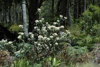 APII jpeg image of Olearia covenyi  © contact APII