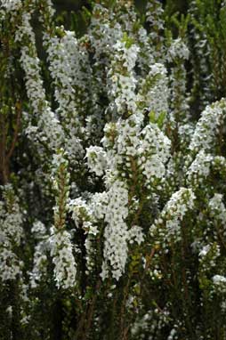 APII jpeg image of Epacris rhombifolia  © contact APII