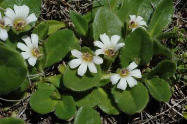 APII jpeg image of Scaevola hookeri  © contact APII