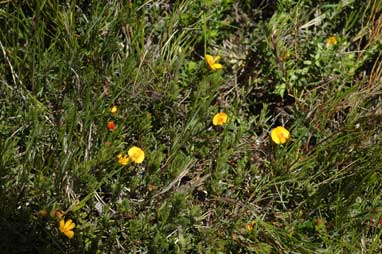 APII jpeg image of Pultenaea fasciculata  © contact APII