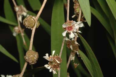 APII jpeg image of Agonis flexuosa  © contact APII