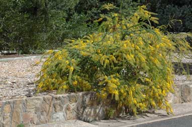 APII jpeg image of Acacia cremiflora  © contact APII