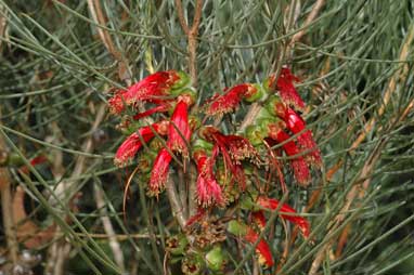 APII jpeg image of Calothamnus gilesii  © contact APII